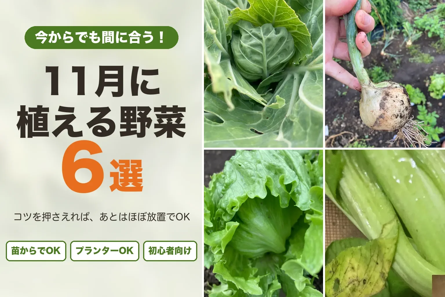 11月に植える野菜6選 今からでも間に合う初心者向け家庭菜園
