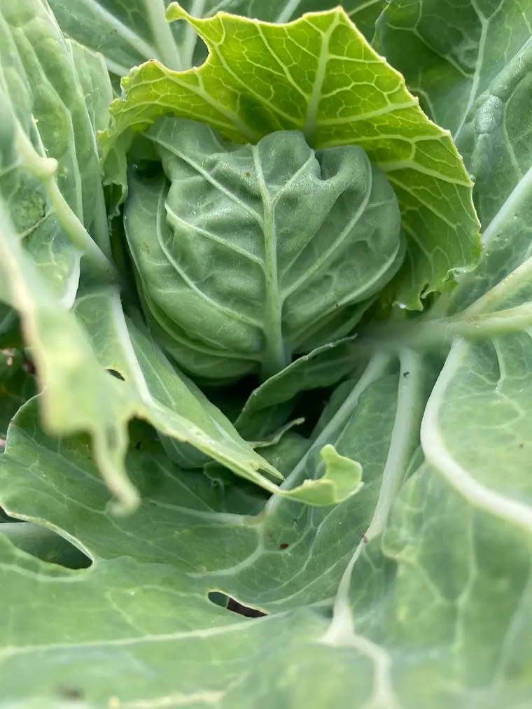 11月に植えて春に巻いたキャベツ