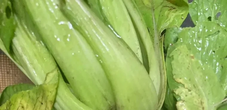 収穫した青梗菜
