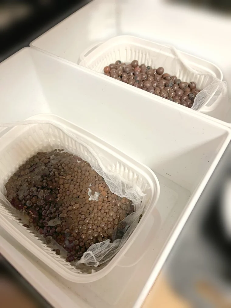 豆苗プランターを収納ケースに入れた水耕栽培