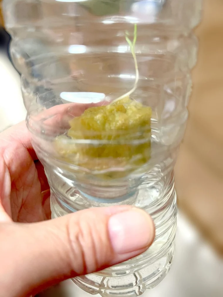 ペットボトルのロックウールから出た芽