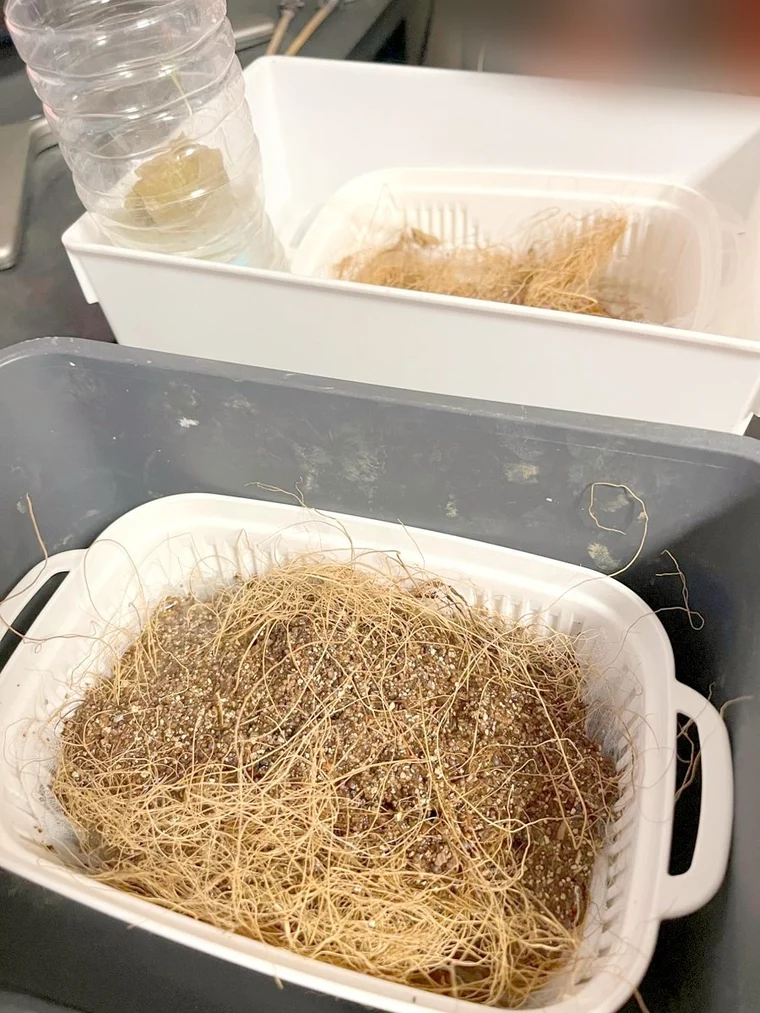 ココナッツファイバーをかぶせたザル