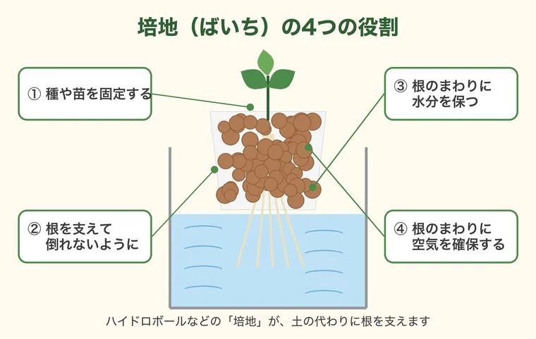 培地の4つの役割を表したイラスト