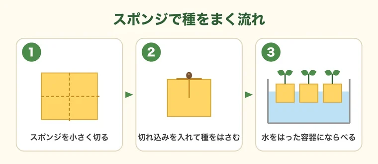 スポンジで種をまく流れのイラスト