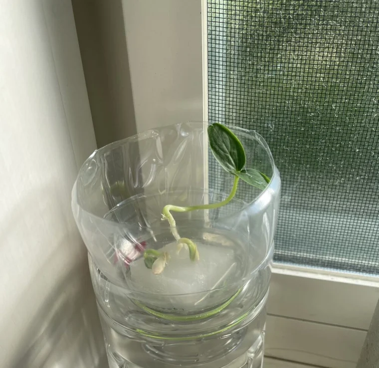 ペットボトルを使って育てているもの(のんさんの実例)