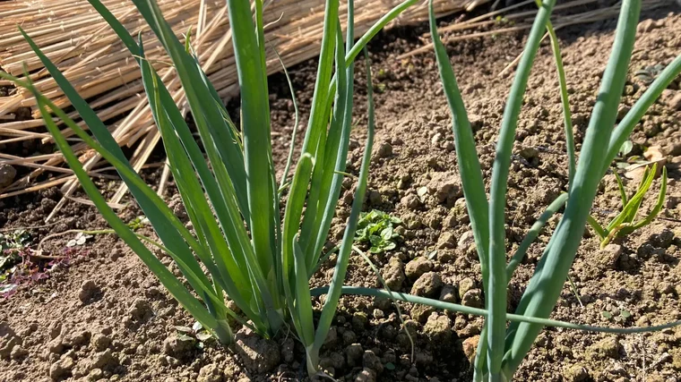 ネギの根っこを植えて育てたネギ