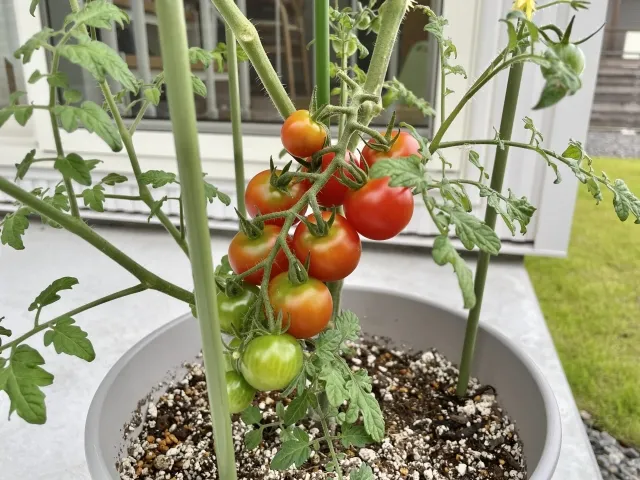 家庭菜園トマト