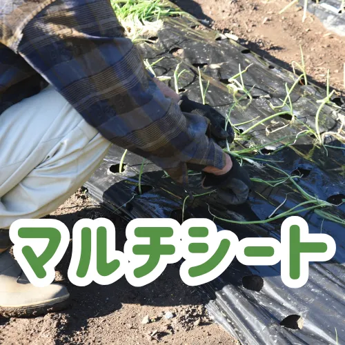 マルチシート