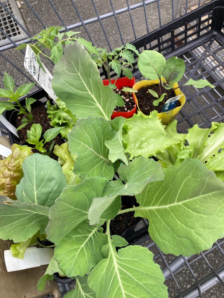 苗を買う