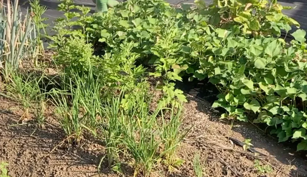 8月の家庭菜園