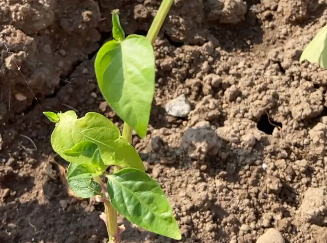 秋冬野菜
