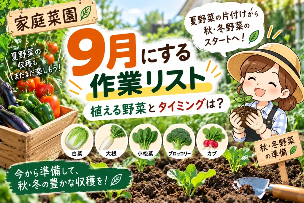 【家庭菜園】9月にする作業リスト|植える野菜とタイミングを紹介