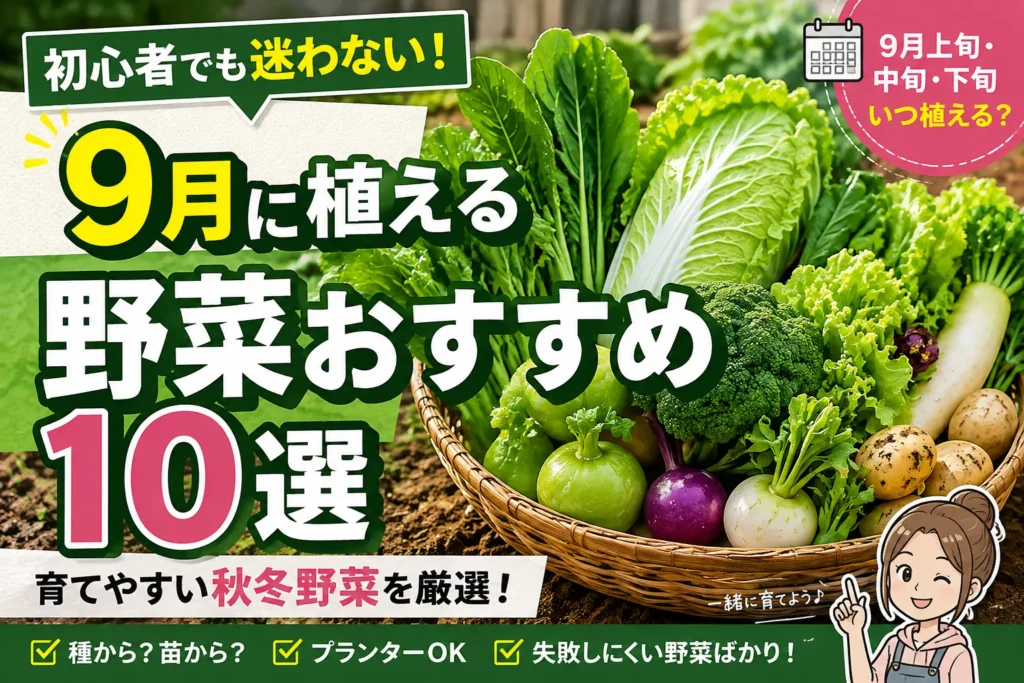 今(9月に)植える野菜おすすめ10選|初心者でも育てやすい秋冬野菜