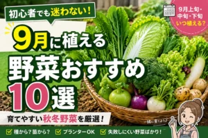 9月に植える野菜
