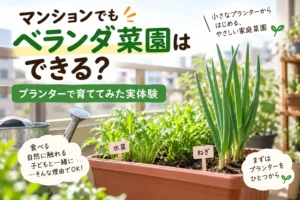 ベランダ菜園