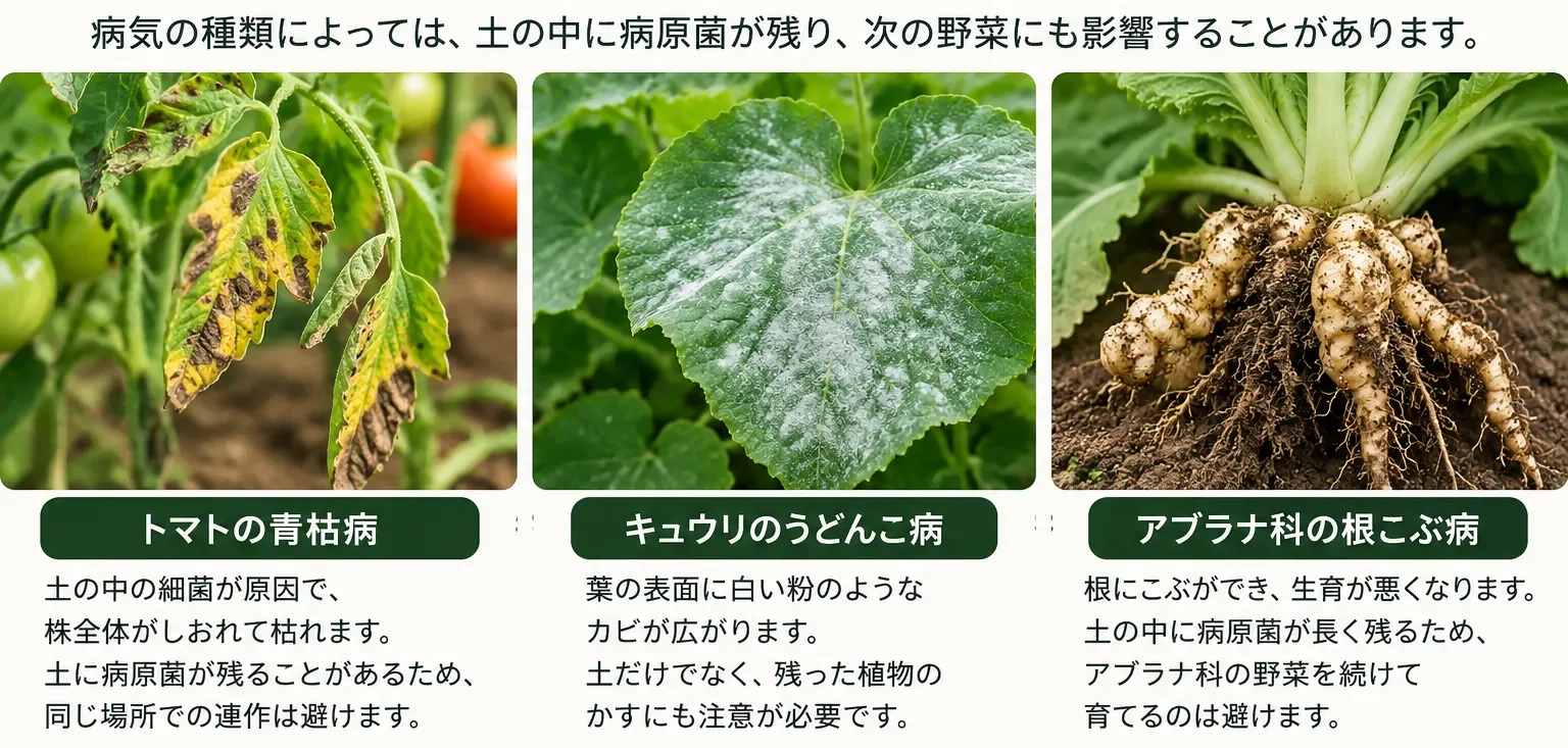 野菜の病気