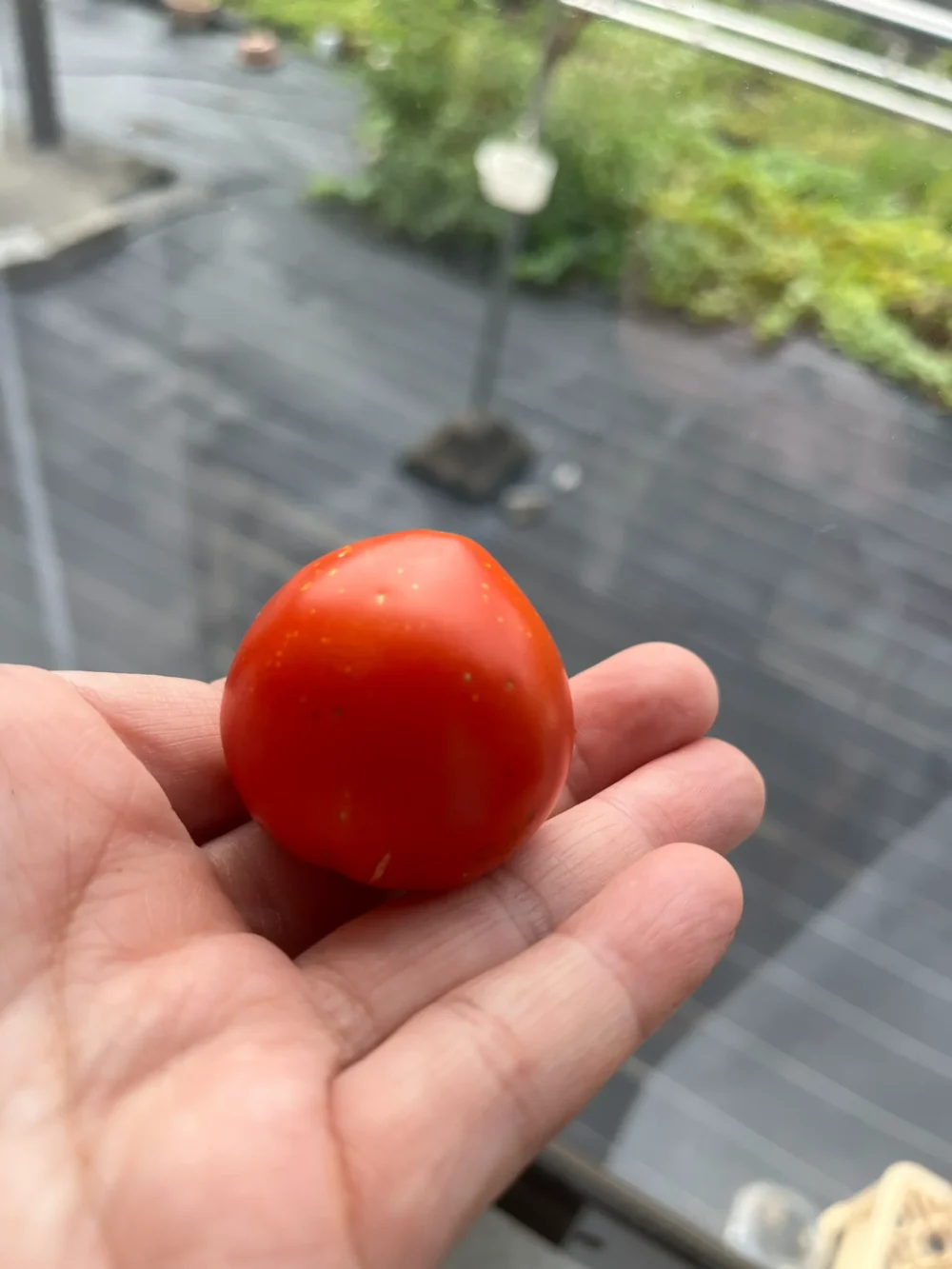家庭菜園トマト